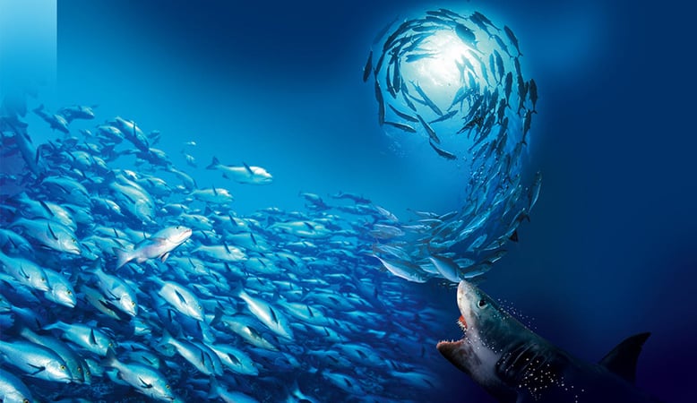 CEO, how do you become a herring in the school of an organisation operating at multiple locations?