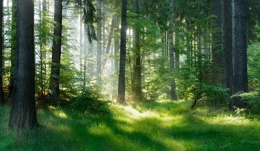 Granon johtoryhmän salainen metsäretriitti läpivalaistuna