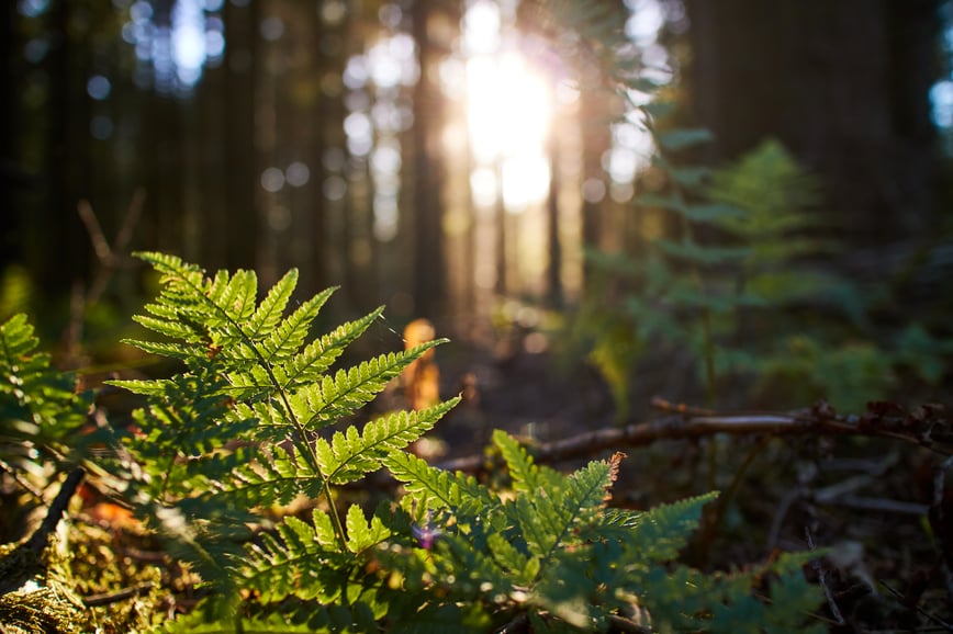 Vehreä metsänpohja auringonvalossa